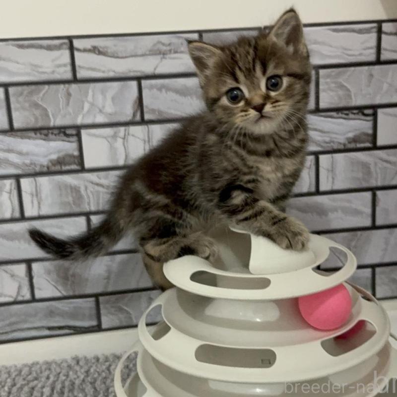 販売中の福岡県のマンチカン-132883