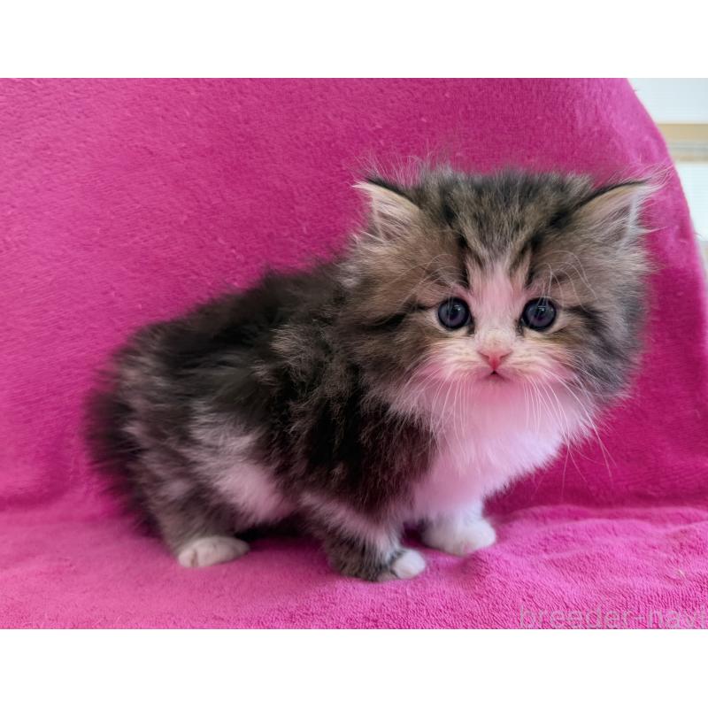 販売中の愛知県のミヌエット-131922