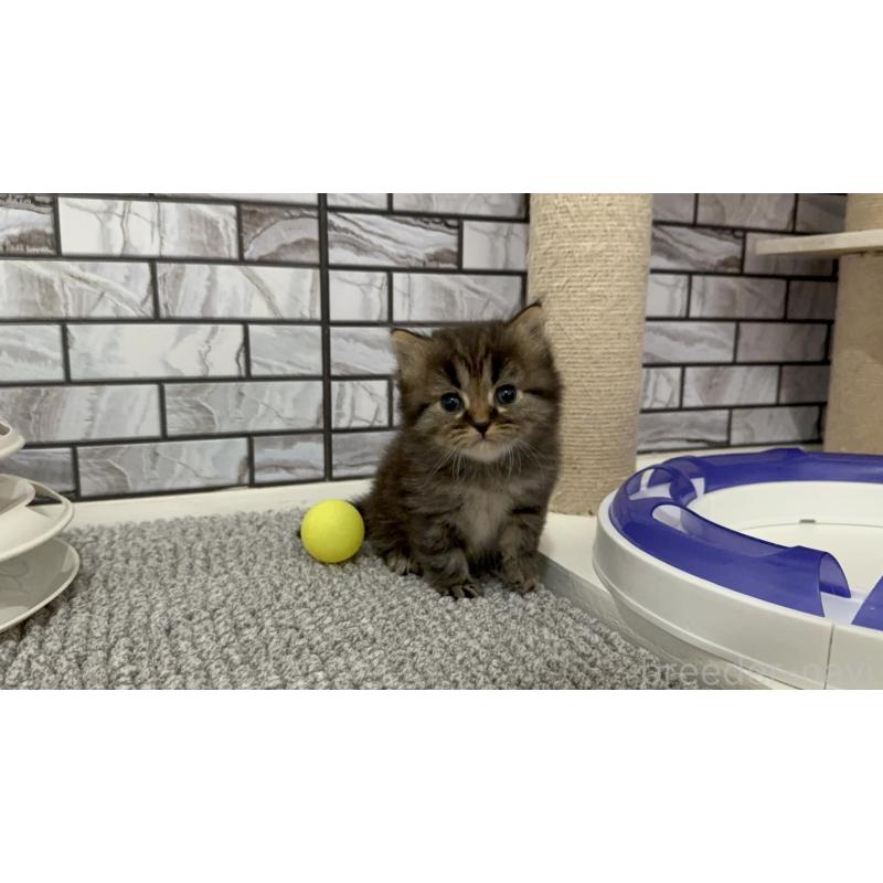 販売中の福岡県のマンチカン-132884の5枚目