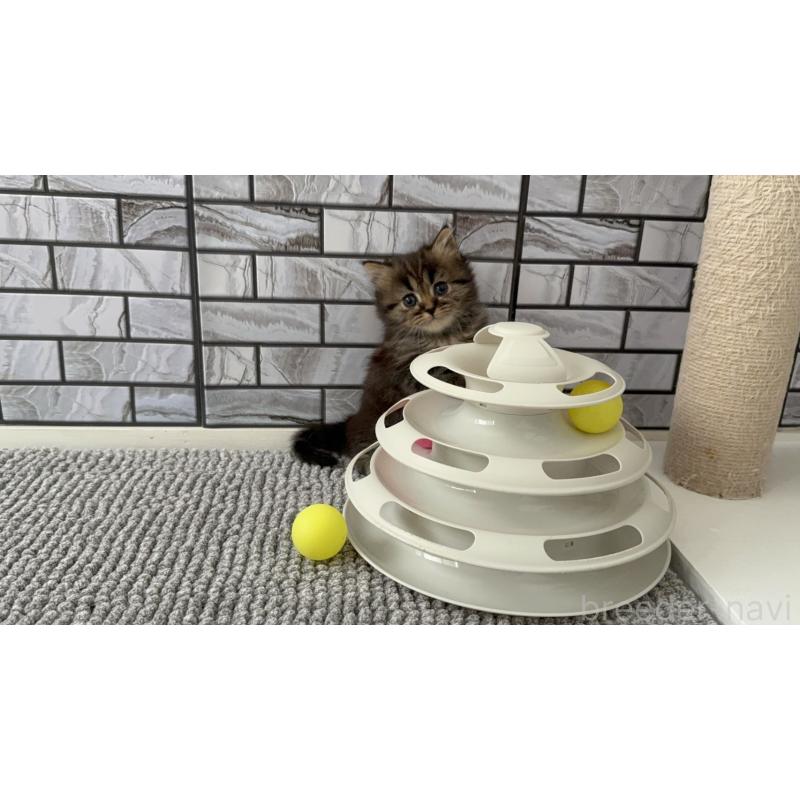 販売中の福岡県のマンチカン-132884の4枚目