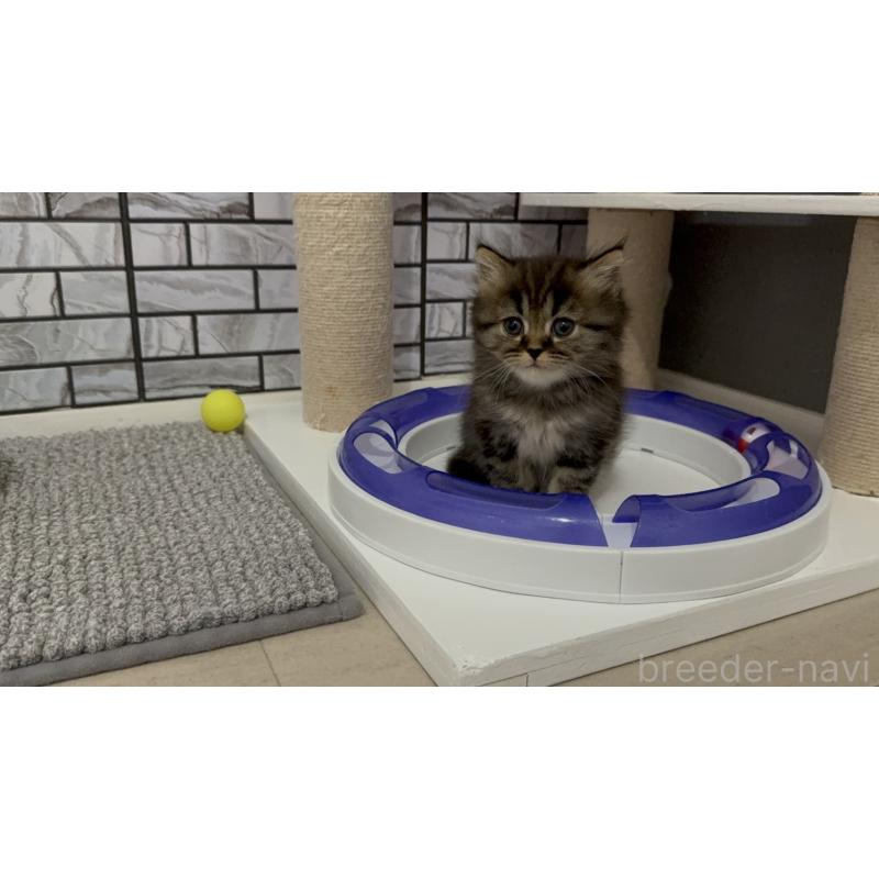 販売中の福岡県のマンチカン-132884の3枚目