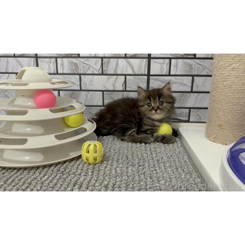 販売中の福岡県のマンチカン-132884の2枚目