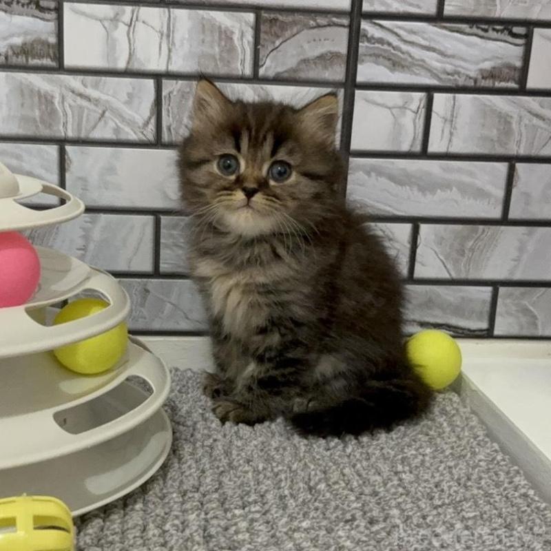 販売中の福岡県のマンチカン-132884