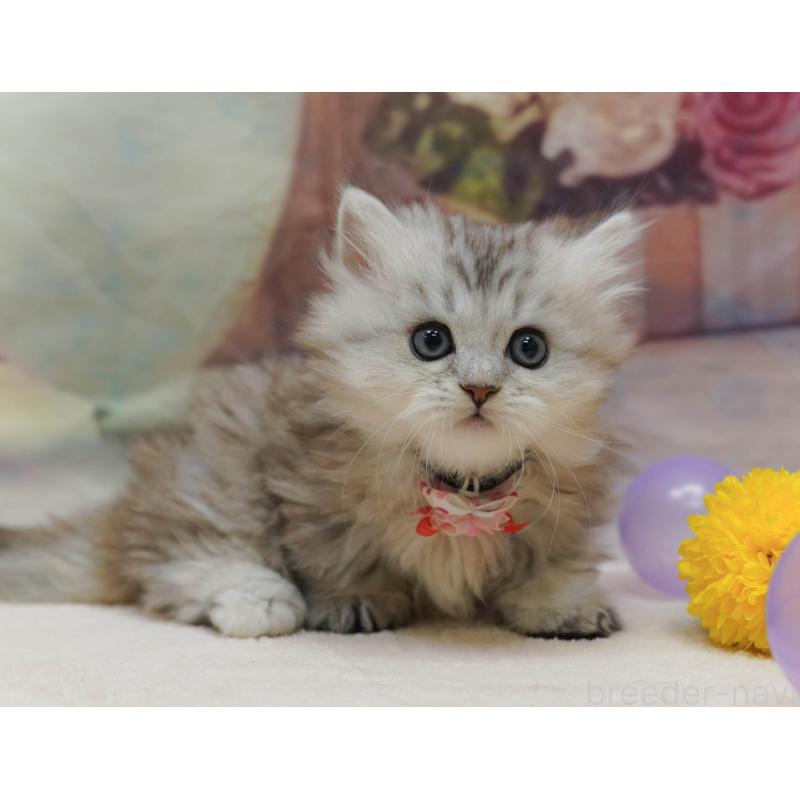 販売中の神奈川県のミヌエット-133015の11枚目