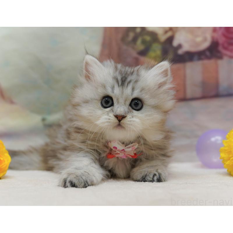 販売中の神奈川県のミヌエット-133015の10枚目