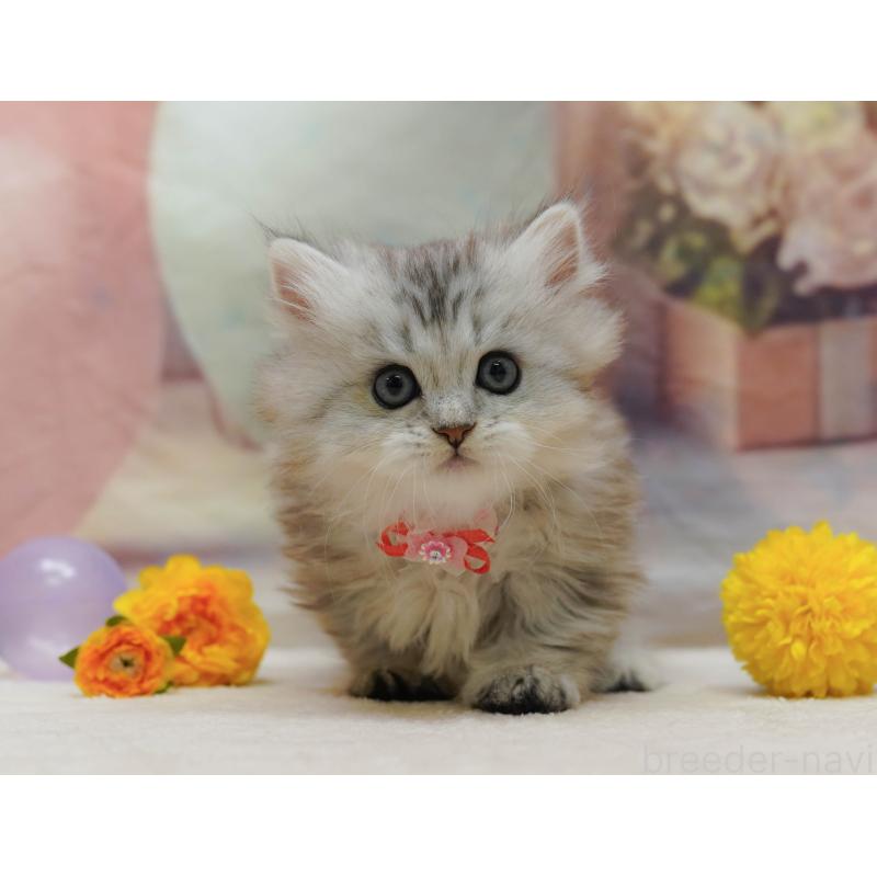 販売中の神奈川県のミヌエット-133015の9枚目