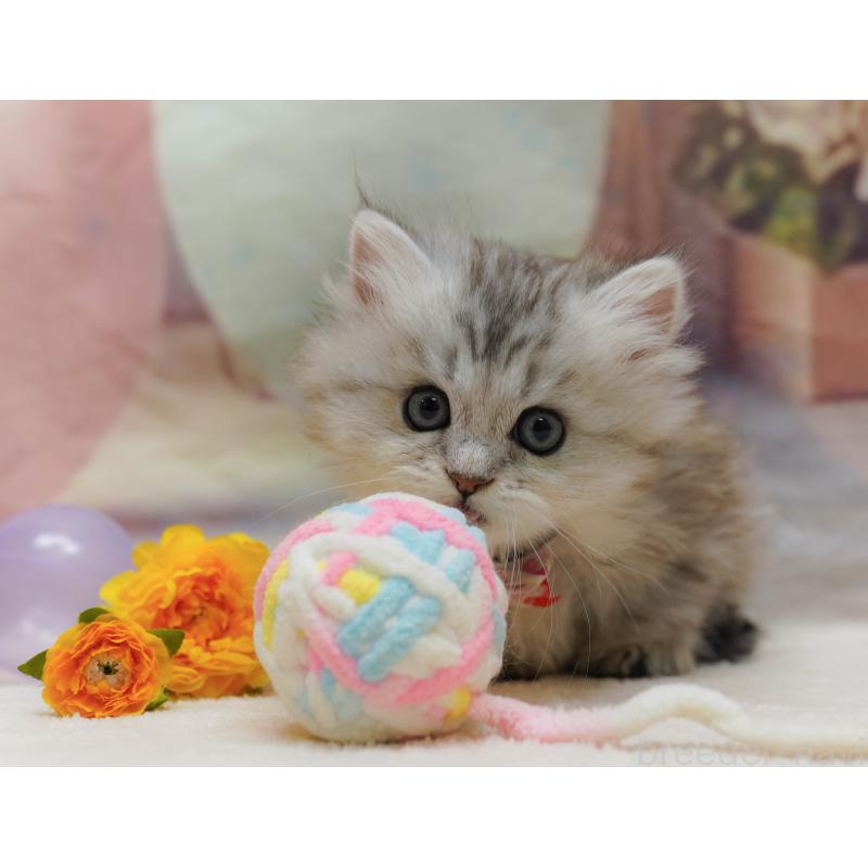 販売中の神奈川県のミヌエット-133015の8枚目