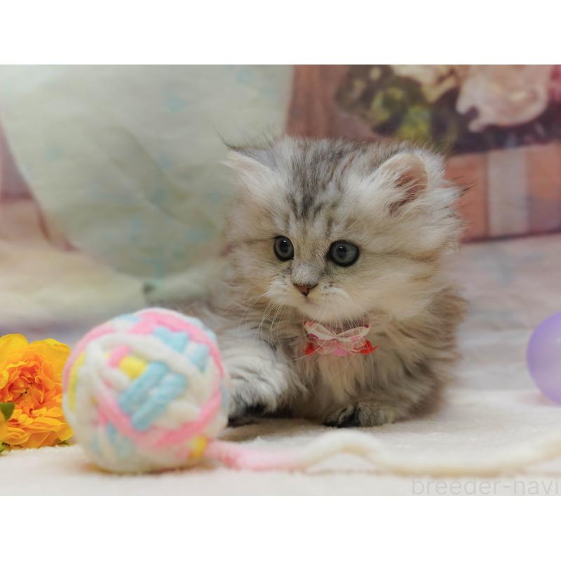 販売中の神奈川県のミヌエット-133015の7枚目