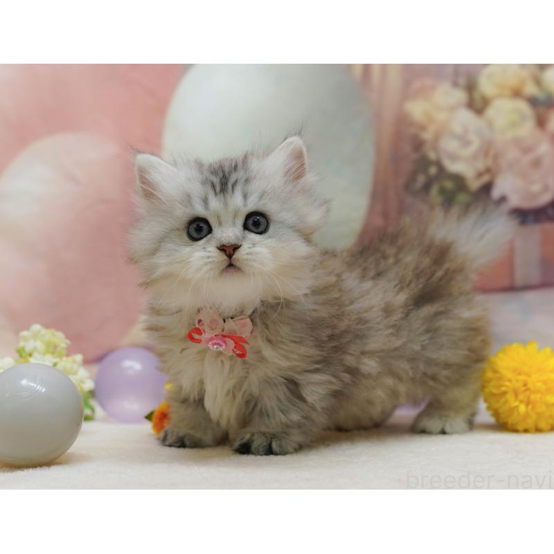 販売中の神奈川県のミヌエット-133015の6枚目