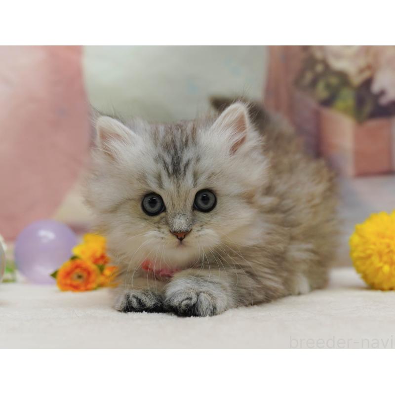 販売中の神奈川県のミヌエット-133015の5枚目