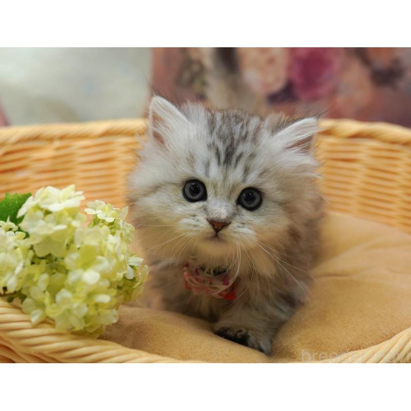 販売中の神奈川県のミヌエット-133015の4枚目