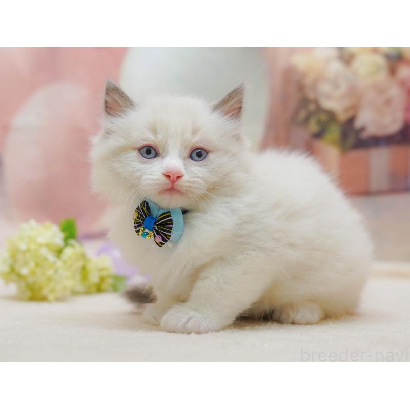 販売中の神奈川県のラグドール-133014の13枚目