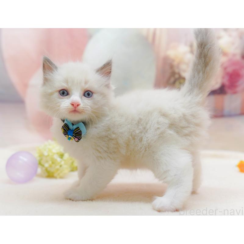 販売中の神奈川県のラグドール-133014の12枚目