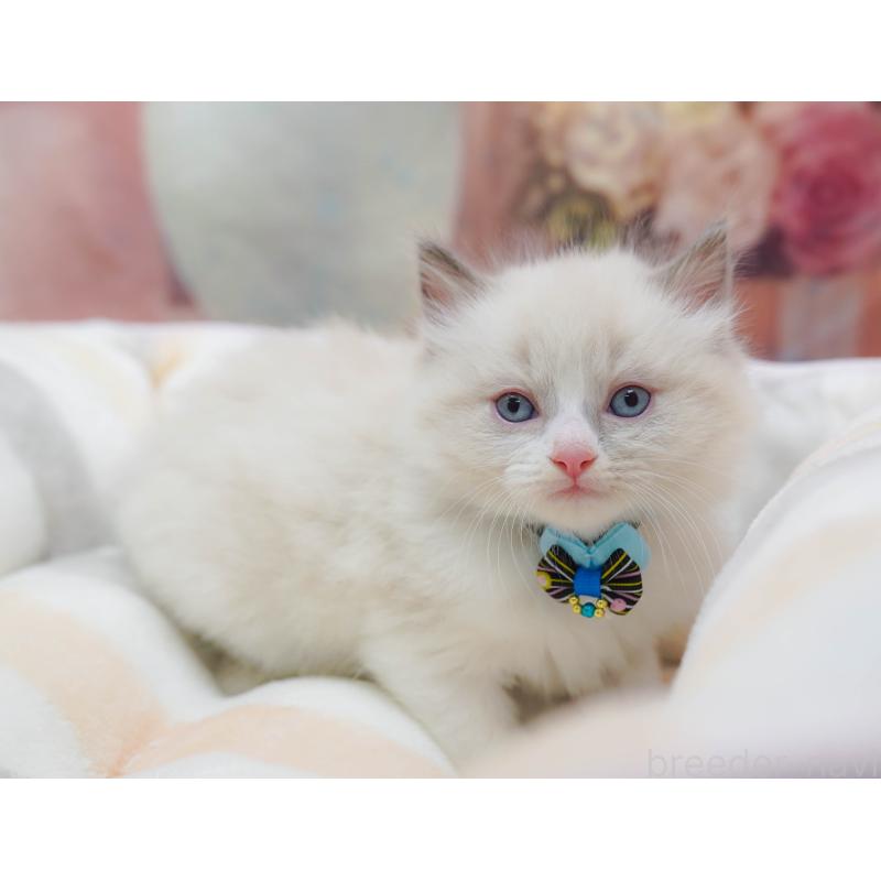 販売中の神奈川県のラグドール-133014の11枚目