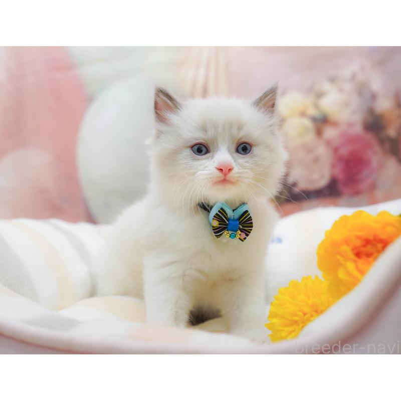 販売中の神奈川県のラグドール-133014の10枚目