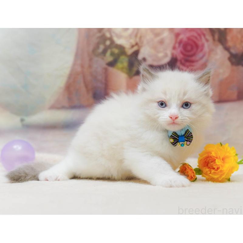 販売中の神奈川県のラグドール-133014の9枚目