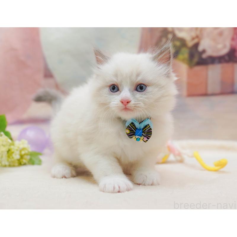 販売中の神奈川県のラグドール-133014の8枚目