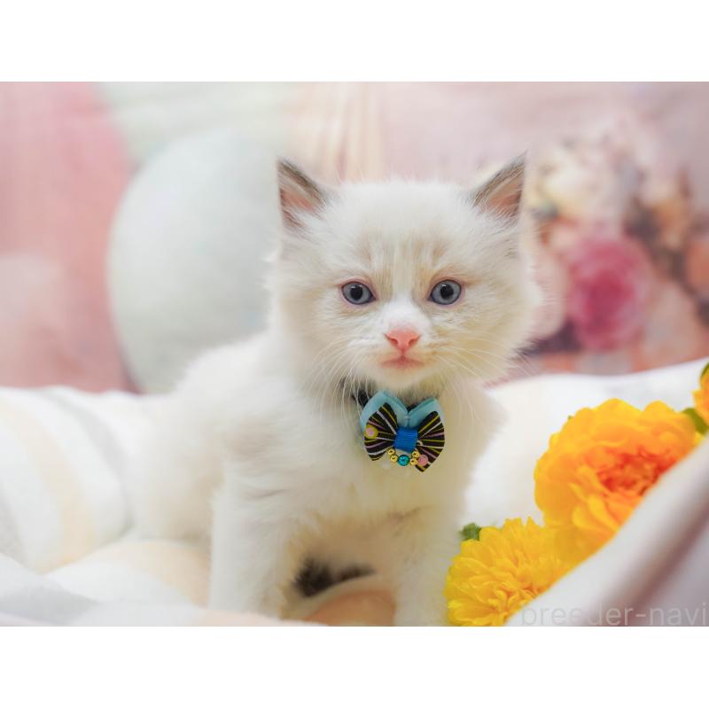 販売中の神奈川県のラグドール-133014の7枚目