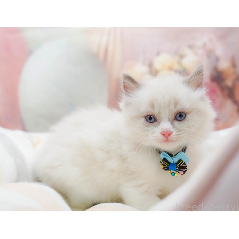 販売中の神奈川県のラグドール-133014の6枚目