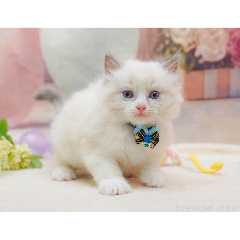 販売中の神奈川県のラグドール-133014の5枚目