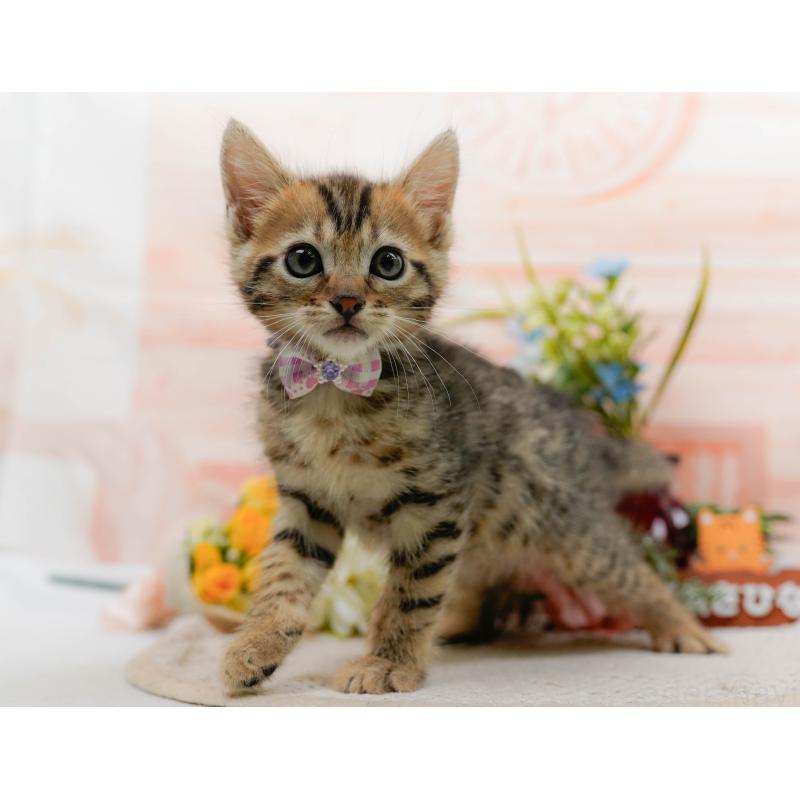 販売中の神奈川県のマンチカン-133514の13枚目