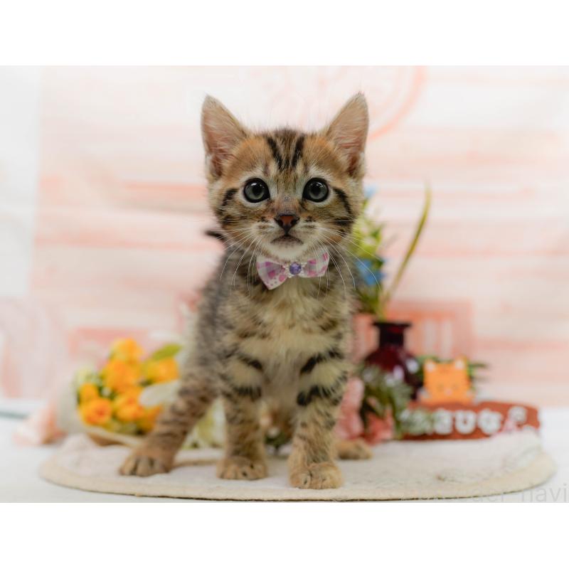 販売中の神奈川県のマンチカン-133514の12枚目