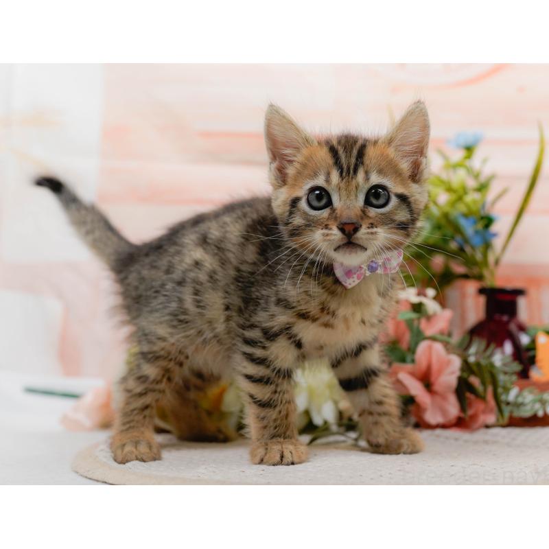 販売中の神奈川県のマンチカン-133514の11枚目