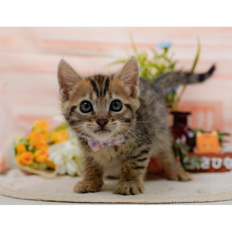 販売中の神奈川県のマンチカン-133514の10枚目