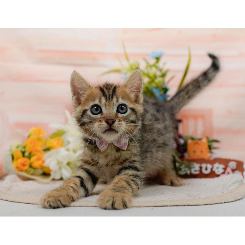 販売中の神奈川県のマンチカン-133514の9枚目