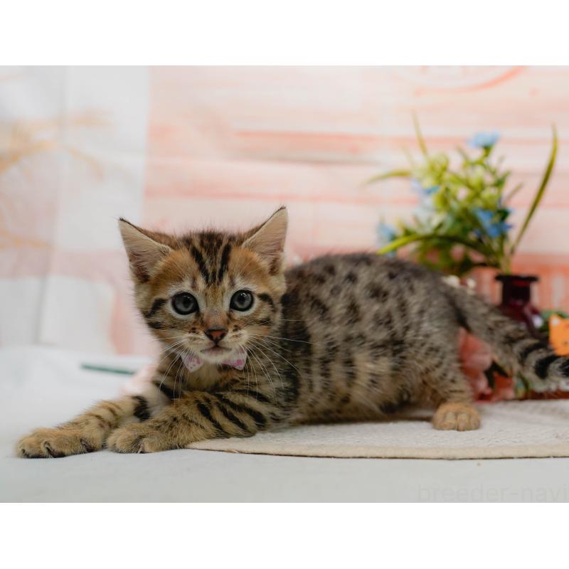 販売中の神奈川県のマンチカン-133514の8枚目