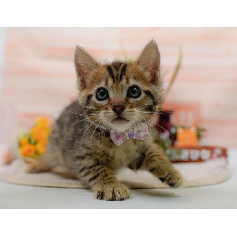 販売中の神奈川県のマンチカン-133514の7枚目