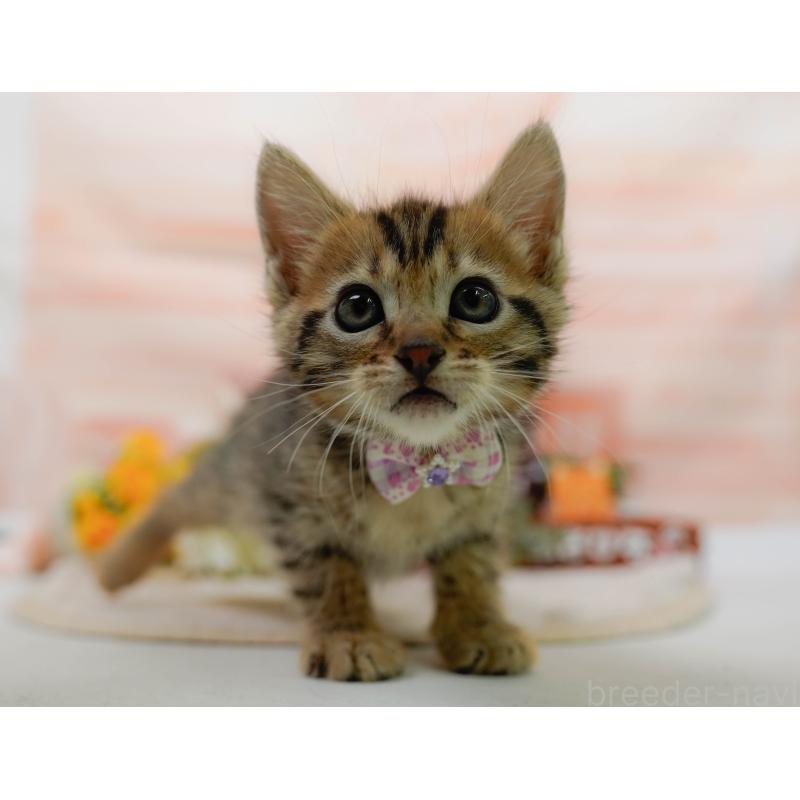 販売中の神奈川県のマンチカン-133514の6枚目