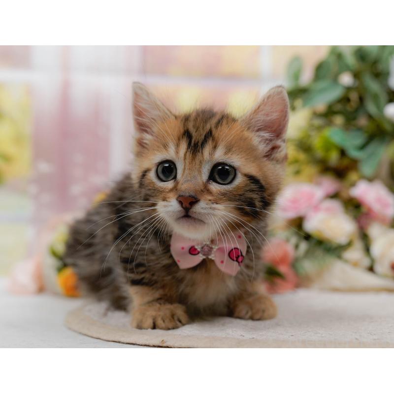 販売中の神奈川県のマンチカン-133017の11枚目