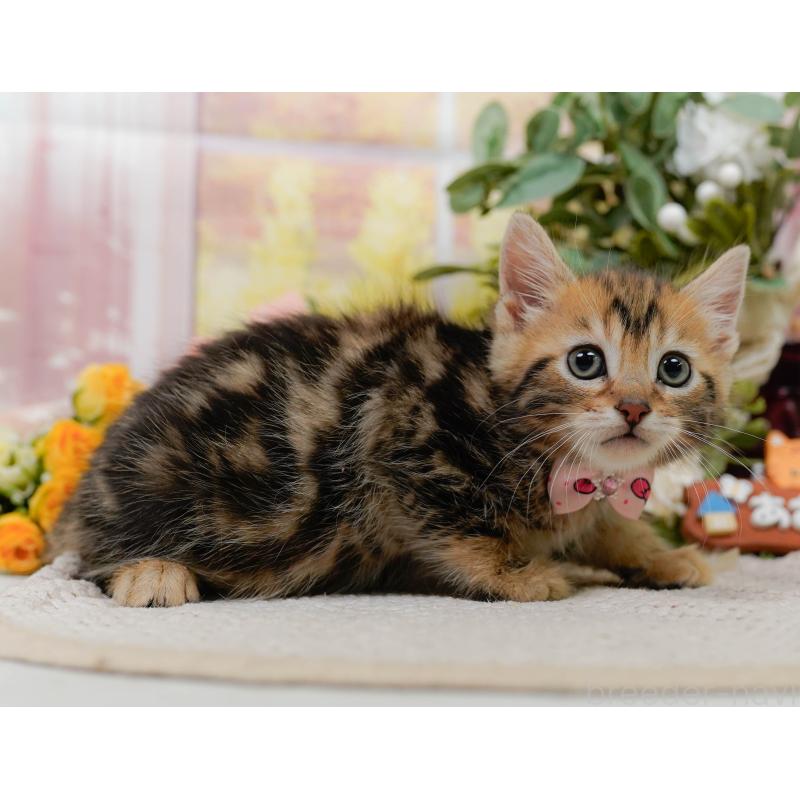 販売中の神奈川県のマンチカン-133017の10枚目