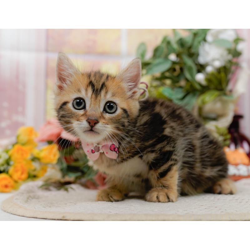 販売中の神奈川県のマンチカン-133017の9枚目