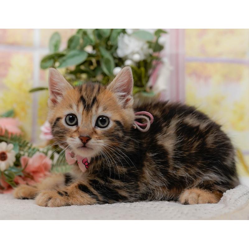 販売中の神奈川県のマンチカン-133017の8枚目