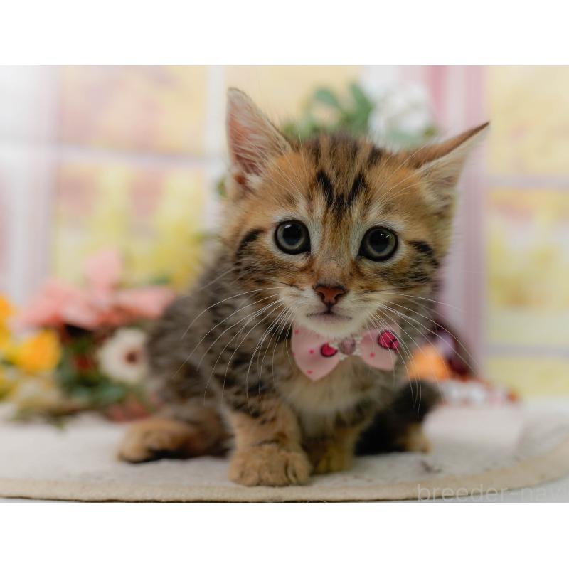 販売中の神奈川県のマンチカン-133017の7枚目