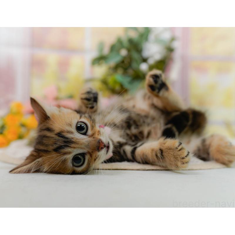 販売中の神奈川県のマンチカン-133017の6枚目