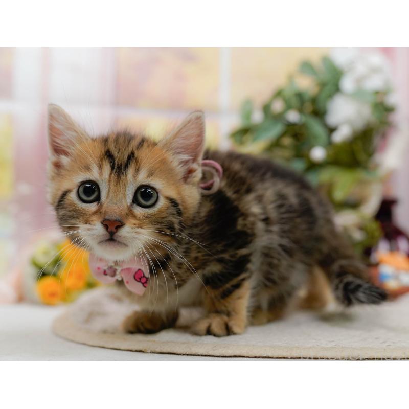 販売中の神奈川県のマンチカン-133017の5枚目