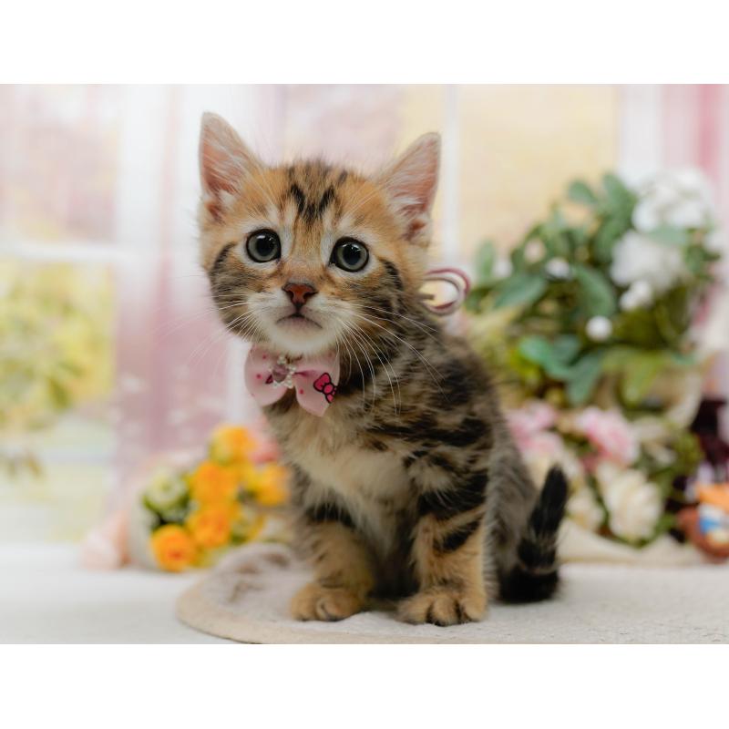 販売中の神奈川県のマンチカン-133017の4枚目