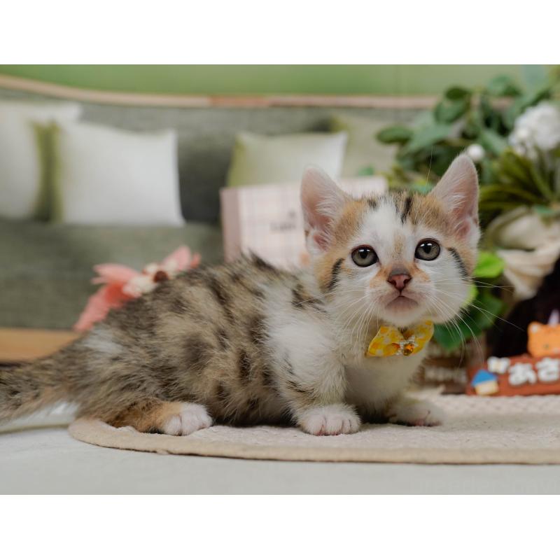 販売中の神奈川県のマンチカン-133024の11枚目