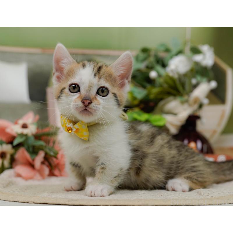 販売中の神奈川県のマンチカン-133024の10枚目