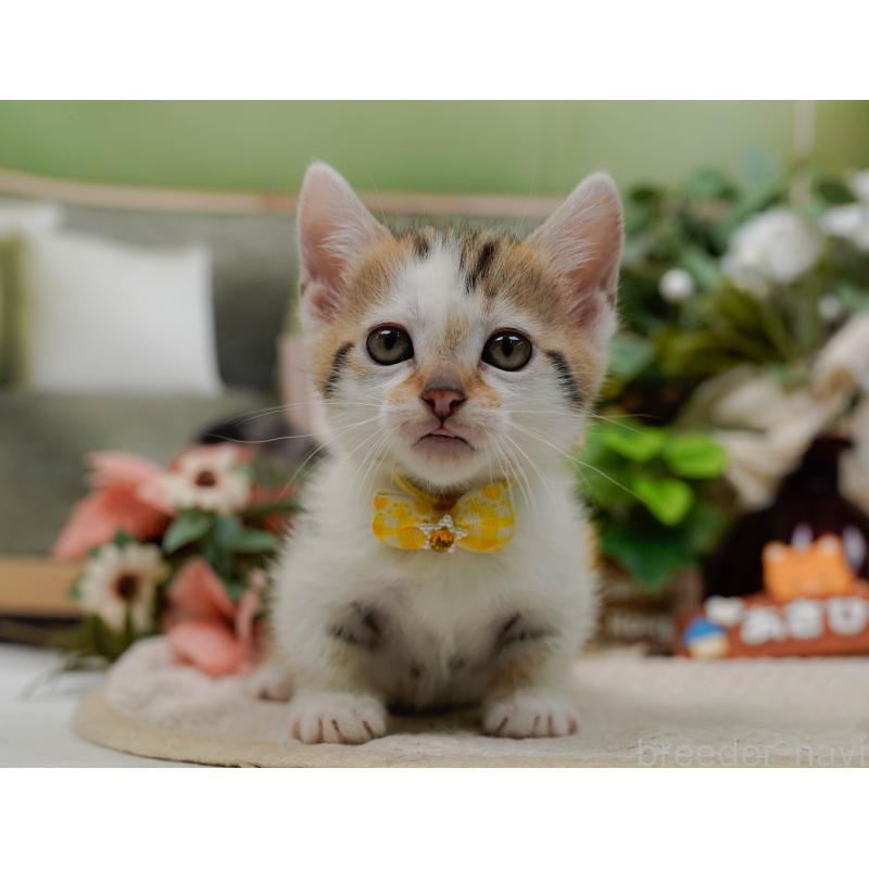 販売中の神奈川県のマンチカン-133024の9枚目