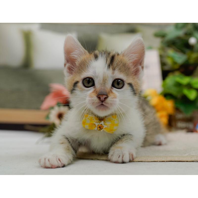 販売中の神奈川県のマンチカン-133024の8枚目