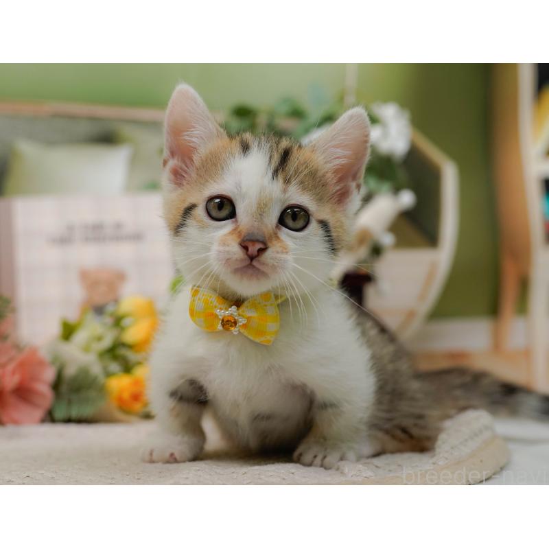 販売中の神奈川県のマンチカン-133024の7枚目