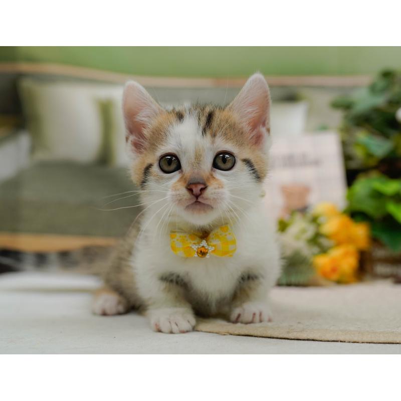 販売中の神奈川県のマンチカン-133024の6枚目