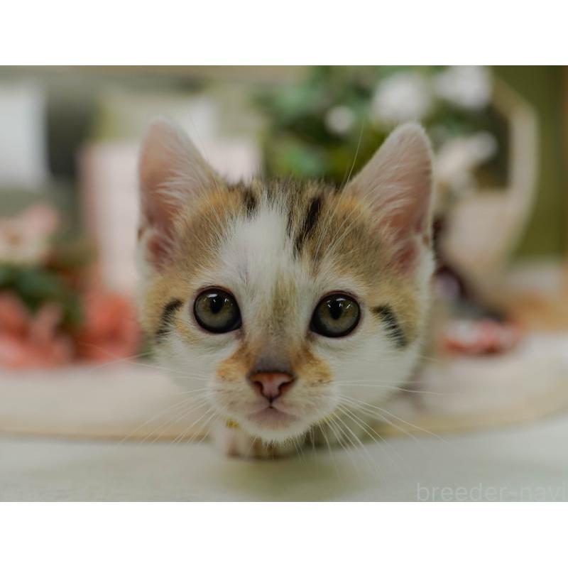 販売中の神奈川県のマンチカン-133024の5枚目