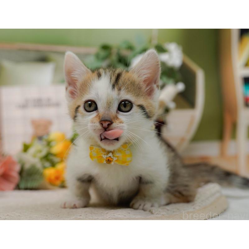 販売中の神奈川県のマンチカン-133024の4枚目