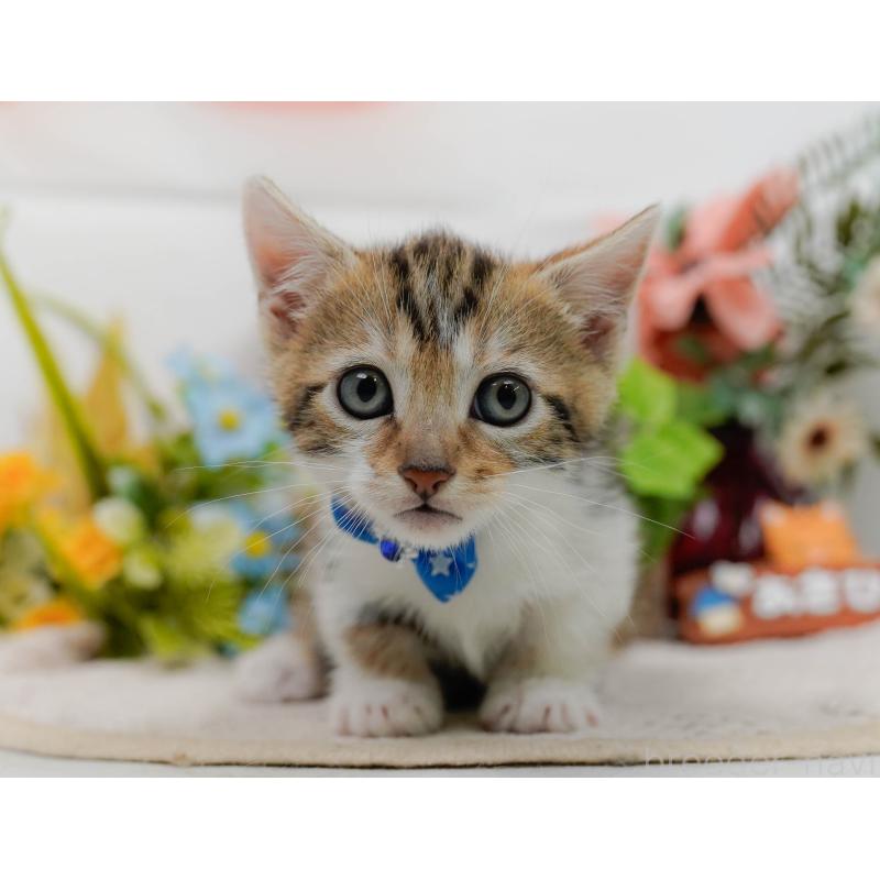 販売中の神奈川県のマンチカン-133026の11枚目