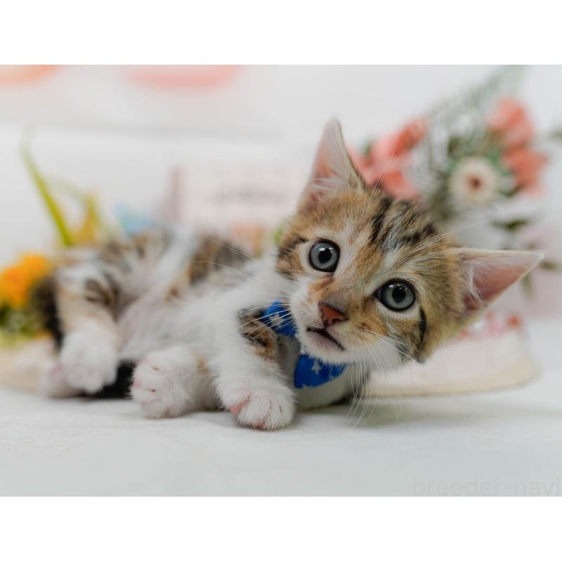 販売中の神奈川県のマンチカン-133026の10枚目